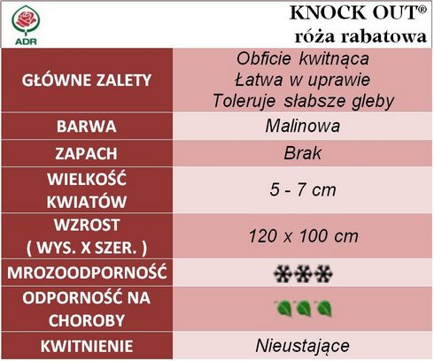 Knock Out róże rabatowe